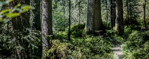 Preview wallpaper forest, path, trees, bushes, nature