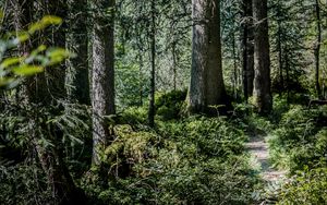 Preview wallpaper forest, path, trees, bushes, nature