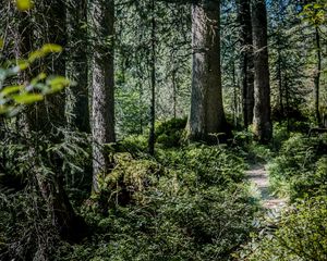 Preview wallpaper forest, path, trees, bushes, nature