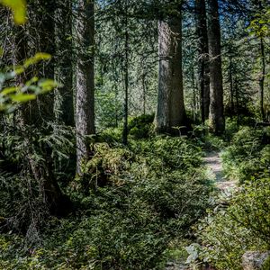 Preview wallpaper forest, path, trees, bushes, nature