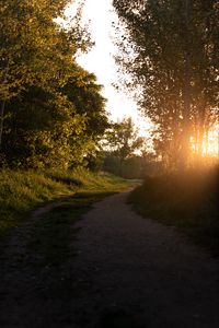 Preview wallpaper forest, path, trees, rays, sunset