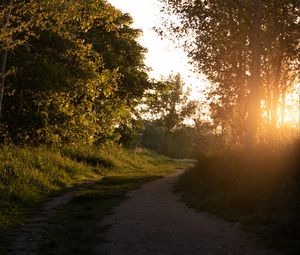 Preview wallpaper forest, path, trees, rays, sunset