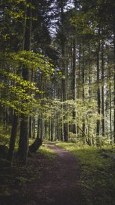 Preview wallpaper forest, path, trees, branches, leaves