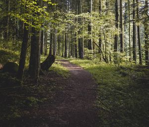 Preview wallpaper forest, path, trees, branches, leaves