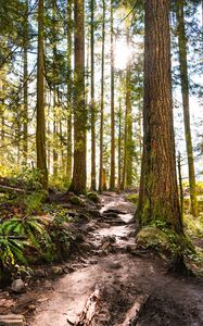 Preview wallpaper forest, path, trees, pine, stones