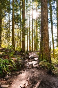 Preview wallpaper forest, path, trees, pine, stones