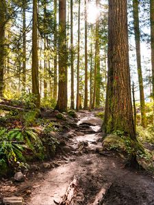 Preview wallpaper forest, path, trees, pine, stones