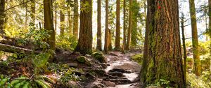 Preview wallpaper forest, path, trees, pine, stones