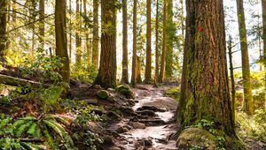 Preview wallpaper forest, path, trees, pine, stones