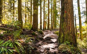 Preview wallpaper forest, path, trees, pine, stones