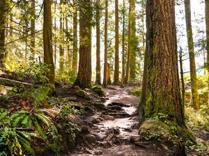 Preview wallpaper forest, path, trees, pine, stones