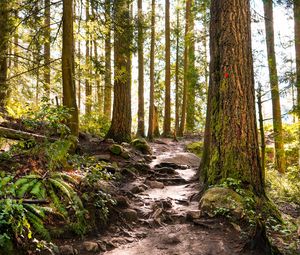 Preview wallpaper forest, path, trees, pine, stones