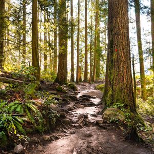 Preview wallpaper forest, path, trees, pine, stones