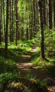 Preview wallpaper forest, path, trees, pines, grass