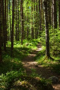 Preview wallpaper forest, path, trees, pines, grass