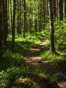 Preview wallpaper forest, path, trees, pines, grass