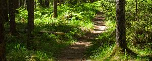 Preview wallpaper forest, path, trees, pines, grass