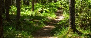 Preview wallpaper forest, path, trees, pines, grass