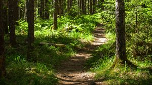 Preview wallpaper forest, path, trees, pines, grass