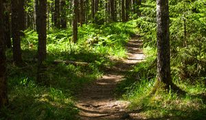 Preview wallpaper forest, path, trees, pines, grass