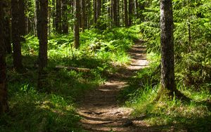 Preview wallpaper forest, path, trees, pines, grass