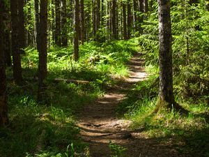 Preview wallpaper forest, path, trees, pines, grass