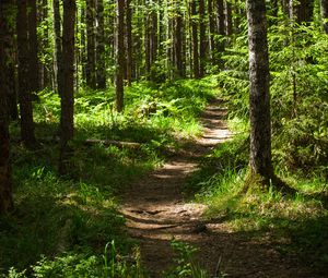 Preview wallpaper forest, path, trees, pines, grass