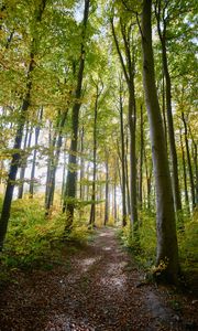 Preview wallpaper forest, path, trees, bushes, branches