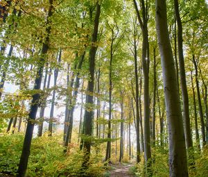 Preview wallpaper forest, path, trees, bushes, branches