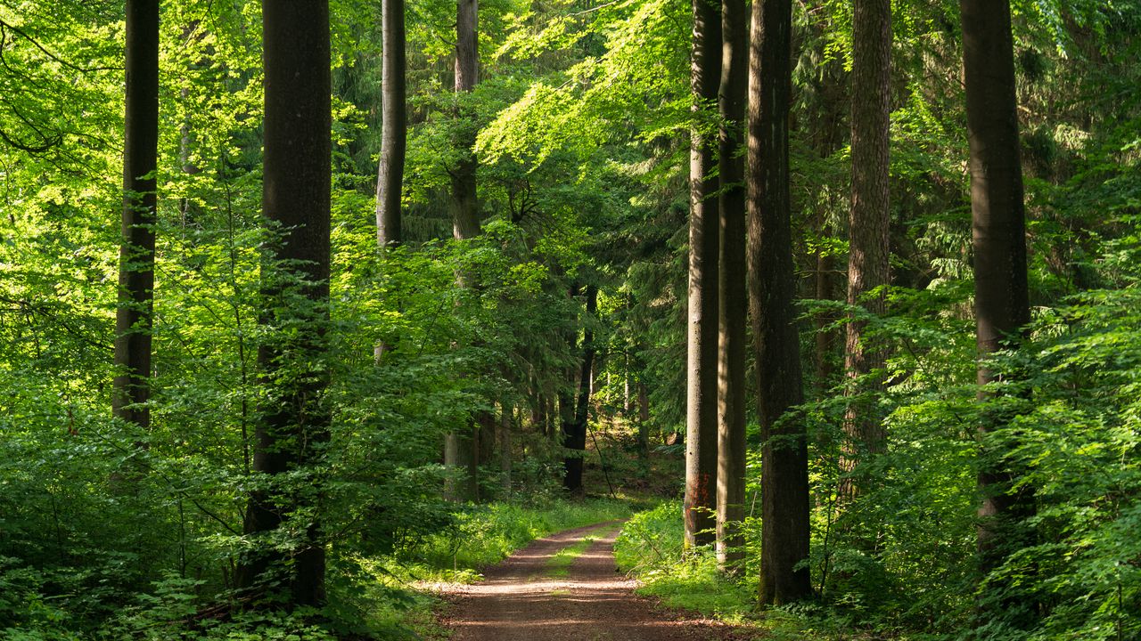 Wallpaper forest, path, trees, bushes, alley