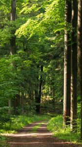 Preview wallpaper forest, path, trees, bushes, alley