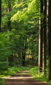 Preview wallpaper forest, path, trees, bushes, alley