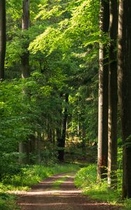 Preview wallpaper forest, path, trees, bushes, alley