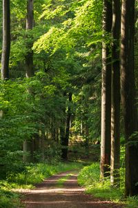 Preview wallpaper forest, path, trees, bushes, alley