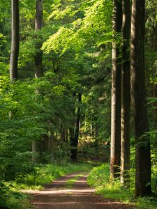 Preview wallpaper forest, path, trees, bushes, alley