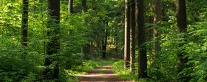 Preview wallpaper forest, path, trees, bushes, alley