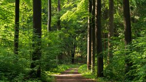 Preview wallpaper forest, path, trees, bushes, alley