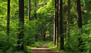 Preview wallpaper forest, path, trees, bushes, alley