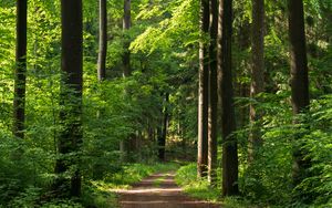 Preview wallpaper forest, path, trees, bushes, alley