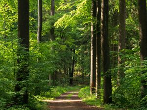 Preview wallpaper forest, path, trees, bushes, alley