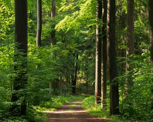 Preview wallpaper forest, path, trees, bushes, alley