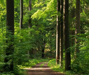 Preview wallpaper forest, path, trees, bushes, alley