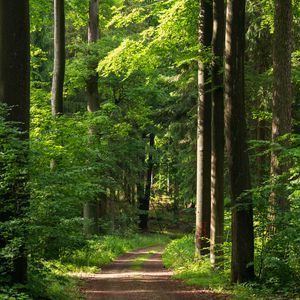 Preview wallpaper forest, path, trees, bushes, alley