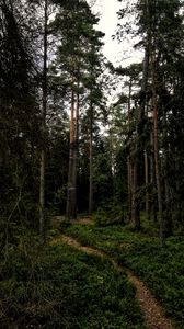 Preview wallpaper forest, path, trees, grass, branches