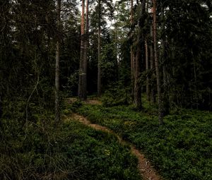 Preview wallpaper forest, path, trees, grass, branches