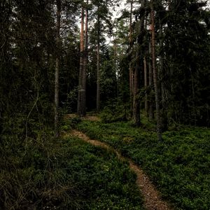 Preview wallpaper forest, path, trees, grass, branches