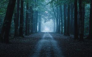 Preview wallpaper forest, path, trees, nature