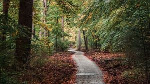 Preview wallpaper forest, path, trees, nature, autumn