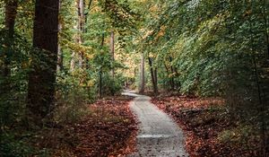 Preview wallpaper forest, path, trees, nature, autumn
