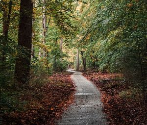 Preview wallpaper forest, path, trees, nature, autumn